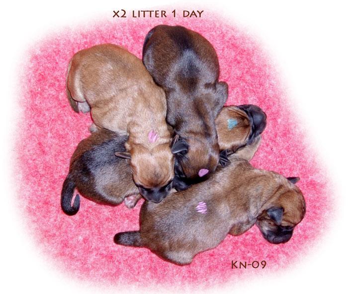 x2-litter-1-day-200dpi