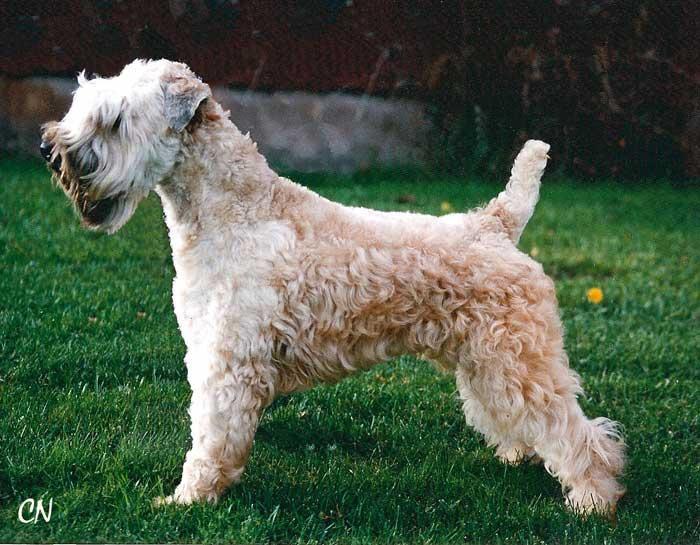 wheaten-rebels-lucky-lucian