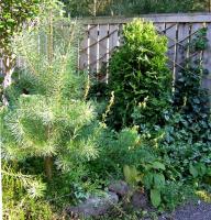 barrbäxter-o-murgröna
