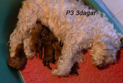 P3-3dagar-2.jpg P3-3dagar-2.jpg