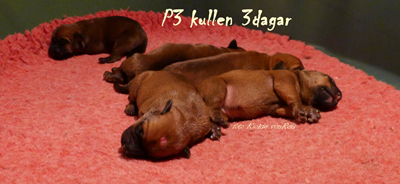 P3-3dagar-4.jpg P3-3dagar-4.jpg